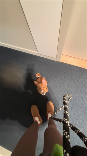 Winter storm says no outside play… so the hallway it is ❄️🐾 Can’t wait for my backyard this September, my humans are building a house!#basenji #snowstorm