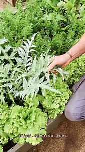 TUDO TEM CONTEXTO, as plantas são resultados de uma condição, se não dermos as condições fica difícil delas expressarem seu melhor. O lugar de origem explica necessidades de determinados nutrientes, de um valor de pH, sombreamento ou exposição ao Sol, entre outros fatores importantes para termos cultivos saudáveis do plantio até a colheita. Comenta aqui: qual planta você quer saber de onde vem? | Escola Rama - Instituto de Permacultura da Pampa