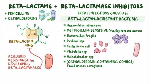 Video: Antibiotics - Beta lactam and beta lactamase inhibitor combinations: Nursing pharmacology - Video Explanation! | Osmosis | Osmosis
