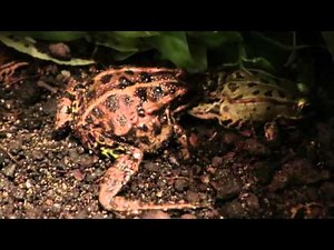 Frog will eat another frog ???