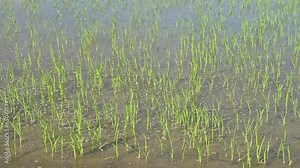 Flood rice field moving by the wind in rural Thailand. Thailand has a strong tradition of rice production. It has the fifth largest amount of rice cultivation in the world.