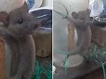 Disturbing video shows a mouse being tied up and beaten