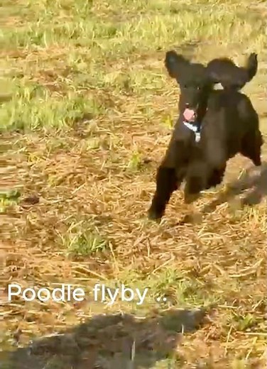 Poodle Flybys at the Park #standardpoodle