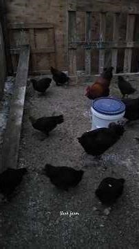 Chicken Run Clean Out #chickens #rooster #farm #chicks #pullets #coop