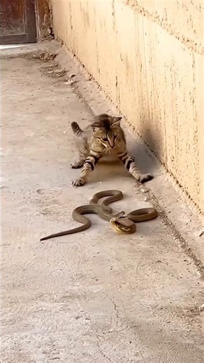 Bloody fight between Cat vs Dangerous Snake