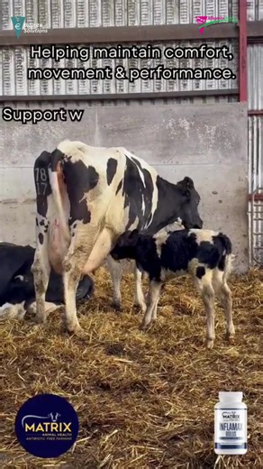Inflamax is a fast-acting bolus designed to support cattle during periods of stress, discomfort, or inflammation. Ideal around calving, udder stress, or recovery, it helps maintain appetite, comfort, and performance — with no milk or meat withdrawal. 📷 Supports natural pain relief & inflammatory balance 📷 Helps maintain appetite and productivity 📷 Easy-to-administer bolus #buyritesolutions #calving #calving2026 #cowhealth #matrixanimalhealth #irishfarmers #dairyfarming #irishfarming