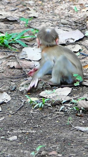 Emotional Wildlife Scene: A poor baby monkey screams in pain and fear, writhing on the ground after its mother abandons it, showing the harsh and heartbreaking side of nature. | Monkey Of Cambodia