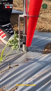 52K views · 101 reactions | Discover the incredible efficiency of the...