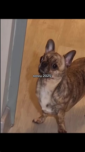 сборник russian memes 2025 ! прода вас нашла #fyp #рекомендации | oh no table is broken