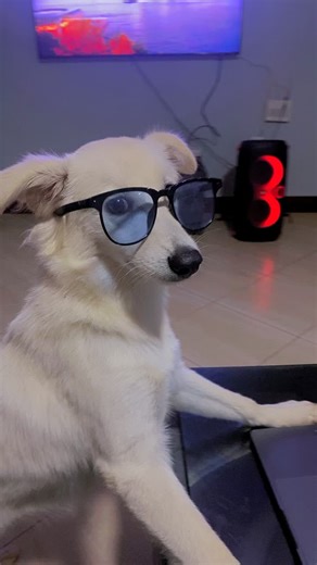 Day 1 teaching Professor Raiden how to write a program , she hates work😂😂#foryoupage