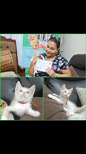 Un final Feliz para SUSO  Un gatito muy especial 朗 Míl gracias por ADOPTAR Y NO FOMENTAR LA COMPRA Y VENTA DE ANIMALES Aún hay muchos bbs esperando su FINAL FELIZ  | Adopción Animal Guayaquil - AG | Facebook