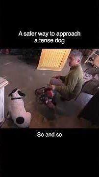 How To Rescue a Dog