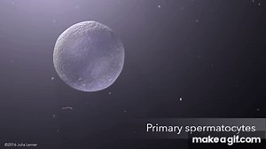 Spermatogenesis on Make a GIF