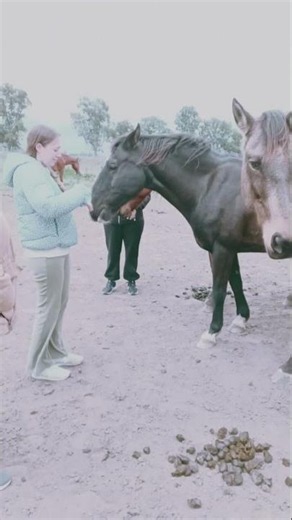 Constelar con caballos #constelacionescuanticas