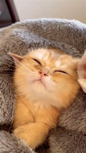 Cute Lazy Kitten Goes Full Liquid Mode Grooming 😻| British shorthair Kitten
