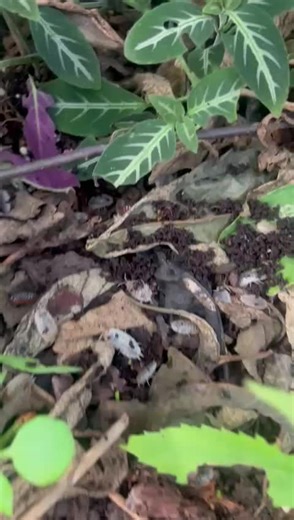 Tiny clean-up crew! Meet two amazing isopods helping nature to recycle nutrients: Yellow Spotted Isopods (Armadillidium gestroi) are striking pill bugs with bright yellow spots, they help break down fallen leaves and wood in forest ecosystems. Dairy Cow Isopods (Porcellio laevis) get their name from their black and white pattern. They’re fast, hungry decomposers that clean up waste and return nutrients to the soil. Despite their small size, these little recyclers play a big role in keeping ecosy