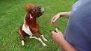 Meet Honey! This miniature horse turned service animal always raises the spirits of her handler, Jessica, who suffers from Crohn’s disease. #TailsofValor cc: Honey the Mini Service Horse | CBS Dream Team