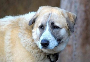 Anatolian Shepherd Dog Breed Profile: Essential Facts - Petful