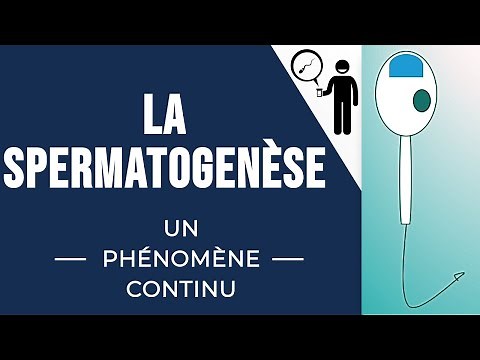 La spermatogenèse
