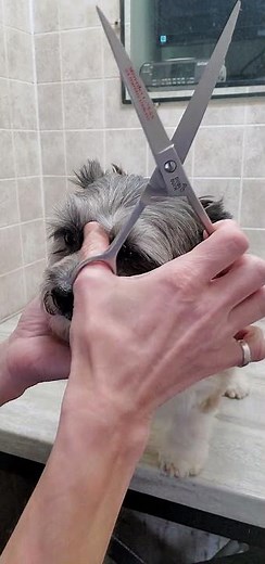 Trimming a dogs face with scissors demo, dog grooming from home, no restraints