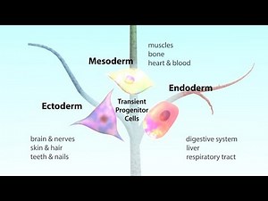 What is a pluripotent stem cell?