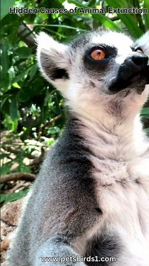 Understanding the Causes of Animal Extinction