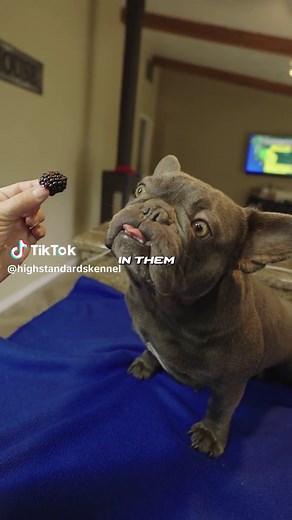 Are black berries good for frenchies? If you want to give your dog a sweet, healthy treat, there's good news. Blackberries are safe for dogs to eat. They are low in calories and sugar, so you don't have to feel bad about tossing a few of these juicy berries to your pup every once in a while. #frenchies #dogs
