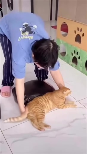 Amazingly Talented Trained Cat Shows Off Skills