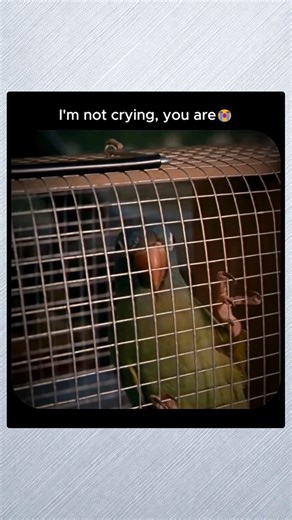 Cinematicsource on Instagram: "Oppenheimer (2023) ☢️🕰️ This film explores the mind behind the atomic bomb and the weight of invention. It moves between ambition, pressure, and moral conflict, showing how one decision reshaped global history. Dialogue-driven and intense, the tension builds without relying on spectacle. Main Cast: Cillian Murphy | Emily Blunt | Robert Downey Jr. | Matt Damon Genre: Biography | Drama | History Fun Fact: The film avoided CGI for the nuclear test scene, relying on p