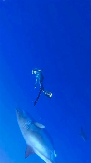 🦈#shark #sharkdiving #sharklover #ocean #sharks #underwater #sharkweek #sharkattack | Shark King