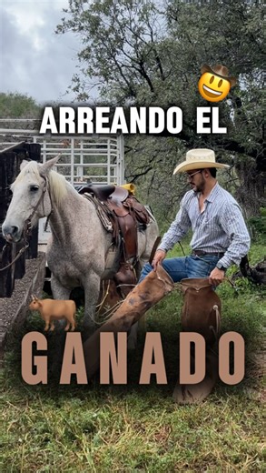 67K views · 24K reactions | ARREANDO GANADO A SU CASA 鸞 #ganadero #rancheros #countryboy #ganaderia #vaquero #ranchero | Soy de rancho | Facebook
