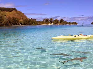 Auto RAP BATTEL?!?! Roblox