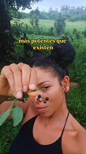 🌿 ¿Se puede comer la Hierba Mora? Sí — pero solo ciertas partes y siempre de la manera correcta. La Hierba Mora (Solanum nigrum) es una planta tradicional en muchas cocinas rurales. Sin embargo, la planta cruda puede ser tóxica. Por eso es importante saber qué se come y cómo se prepara. --- 🍇 ✔️ Fruto MADURO (totalmente negro): comestible Los frutos totalmente negros y blandos son los que tradicionalmente se consumen. 🌱 Así se usa: Se comen frescos en pequeñas cantidades. Se usan en mermelada