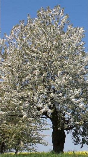 Cherry Blossom - Spring Birdsong