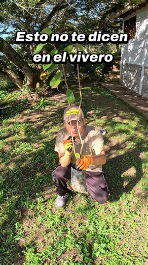 Don't prune your newly purchased soursop tree! 🚫🌳 | Lombrifertitv #ecuador #soursop #ecuador