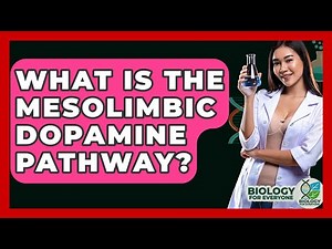 What Is The Mesolimbic Dopamine Pathway? - Biology For Everyone