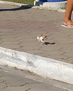 2.7M views · 3.3K reactions | We love the confidence  | Furry Tails | Facebook