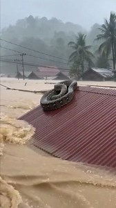 Floods turn the neighborhood into a nightmare 😱🐍 A giant python is spotted crawling onto a resident’s rooftop, desperately escaping rising floodwaters. Panic spreads as the shocking moment unfolds! #GiantPython #PythonSnake #Flood #FloodDisaster #Rooftop #WildlifeEncounter #TerrifyingMoment #NaturalDisaster #ViralVideo #CaughtOnCamera | Bakti Saputra