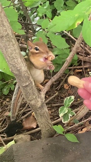 Cute Chippy being funny! 面白く動く可愛いシマリス！