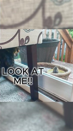 This Cat Tried Everything… It Didn’t Work