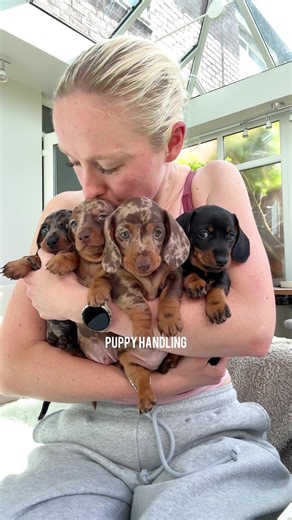 Puppy Handling Routine: Essential Daily Care for First 8 Weeks