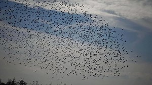 Flock of birds swarming against a blue sky with clouds. Large group of small birds flying close together hunting insects typical swarm like flocking behavior of starlings