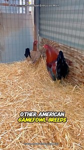 39 reactions | History of the Albany Gamefowl #albanygamefowl #gamefowlhistory #albany | Gamefowl Enthusiast | Facebook