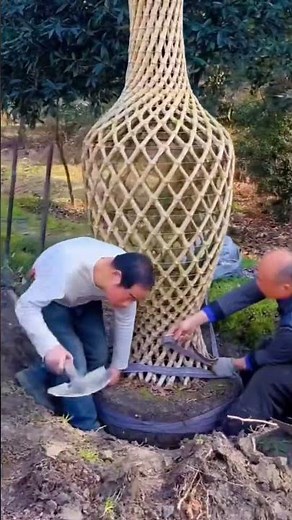 Growing Unique Shaped Trees at Home #shapedtrees #gardendesignideas #bonsaistyle