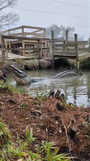 Its that time of year and the greatest symphony in nature is revving up. Spring break is going to be awesome this year! | Crocodile Encounter