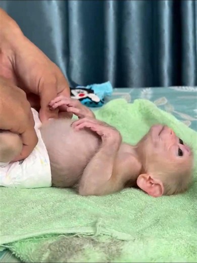 28K views · 623 reactions | Putting baby monkey a fresh diaper | Best Videos | Facebook