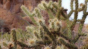 Arizona cacti. Teddy bear cholla (Cylindropuntia). Different types of cacti in the wild in a desert landscape. Stock Video