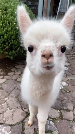 Adorable Baby Llama Videos From Peru