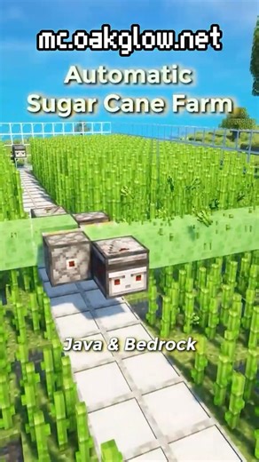 Automatic Sugar Cane Farm Tutorial 1.21! 😲 #minecraft #shorts