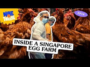 Where do our eggs come from? Meet the chickens inside a Singapore egg farm